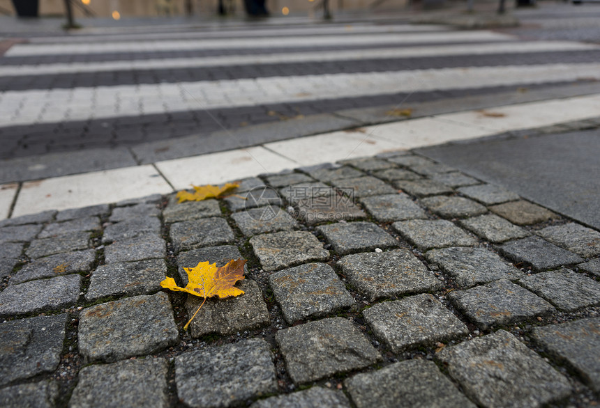秋天潮湿的人行道上的黄色枫叶图片