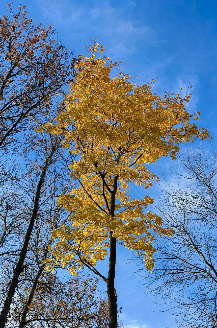 秋天的枫树黄叶映衬着天空图片