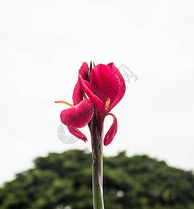 花儿要开花了图片