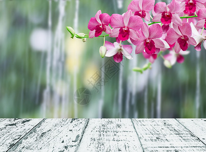 雨天的兰花图片