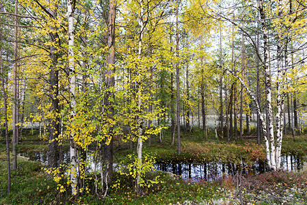 秋天风景俄罗斯森林苔原图片