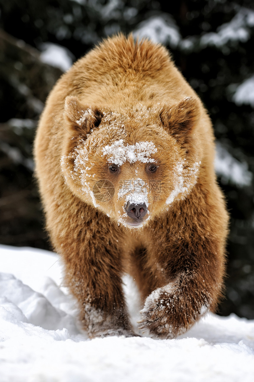 大棕熊在冬天森林里图片