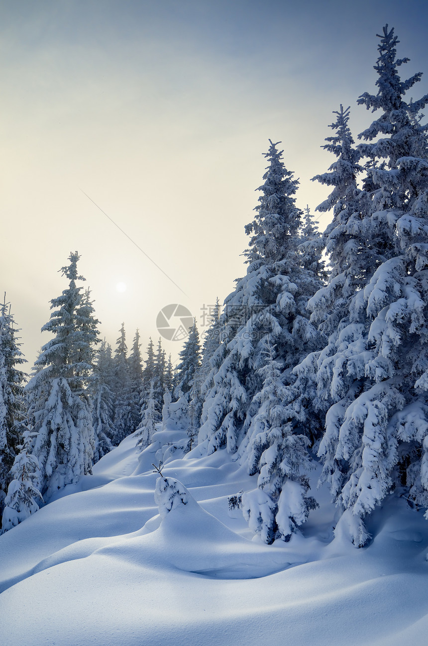 冬季森林覆盖着积雪风景雪流中美丽的树木薄雾中的阳光喀尔巴阡山脉图片