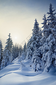 冬季森林覆盖着积雪风景雪流中美丽的树木薄雾中的阳光喀尔巴阡山脉图片
