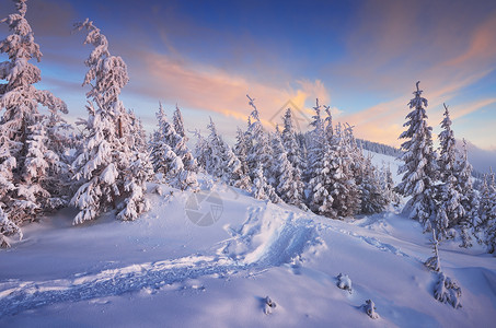 雪下的枞树冬天的山林圣诞景观雪中的小路喀尔巴阡山脉图片