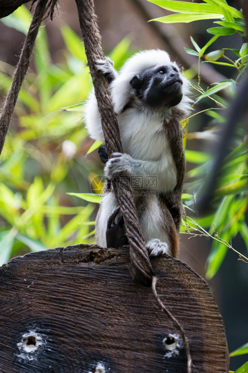 一只棉顶塔马林猴子坐在木头上绳子图片