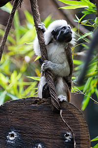 一只棉顶塔马林猴子坐在木头上绳子图片