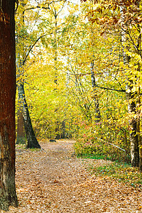 秋日黄色森林中的小径图片