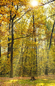 秋天被阳光照亮的森林草坪图片