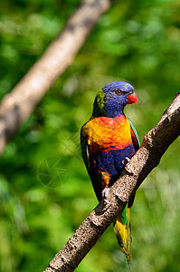 一位澳大利亚原住民RabowLorikeet图片