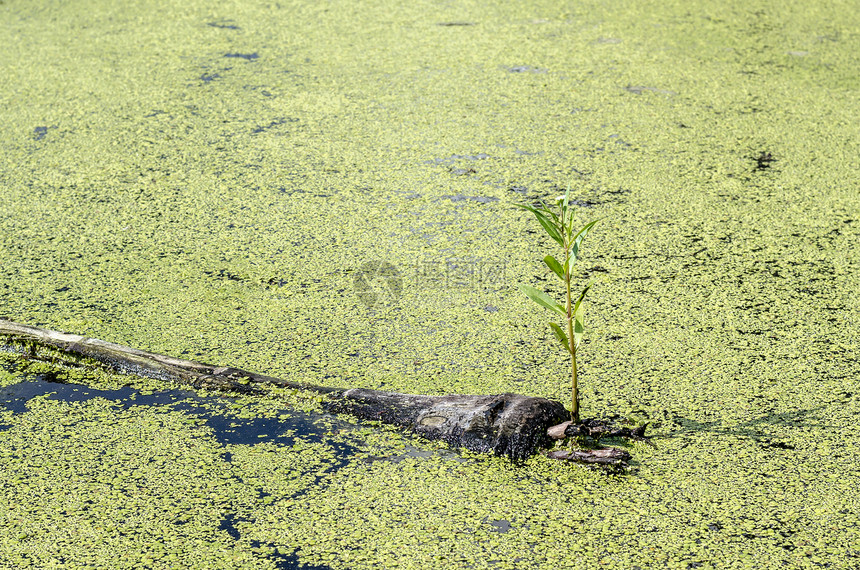 在灌满了利姆纳的水中死树上图片