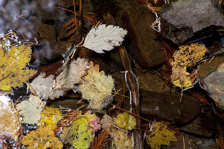 几片秋叶漂浮在水面上的特写镜头图片