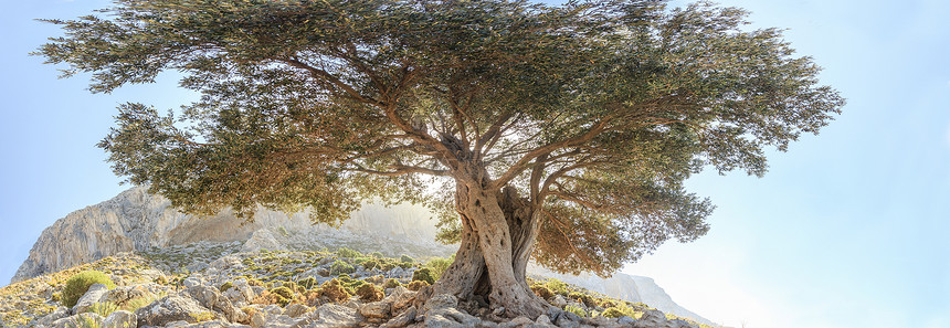百年老常青橄榄树全景图片