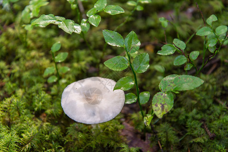 苔藓和秋色的绿色森林中的树木拉脱维亚图片