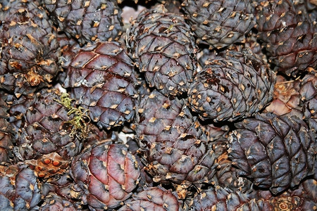 松果西伯利亚雪松的种子图片