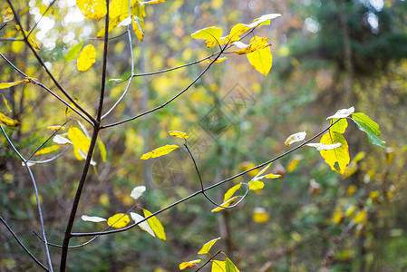 秋金色叶子在森林阳光图片