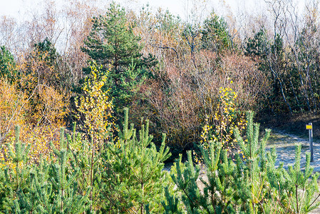 深秋农村秋天颜色的森林树木图片