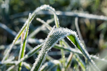 冷冻的晨草的照片秋图片