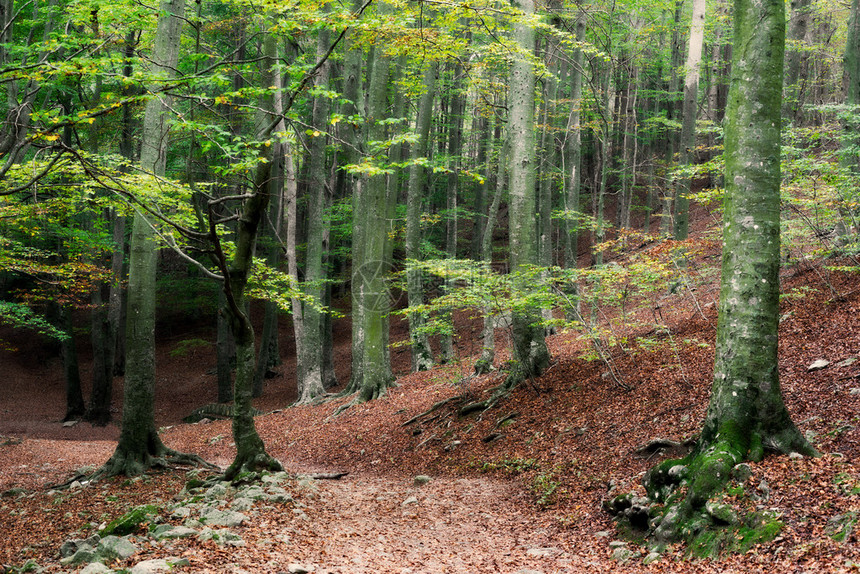 秋季入园森林全景图片