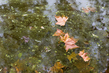 秋天湖面上的落叶图片