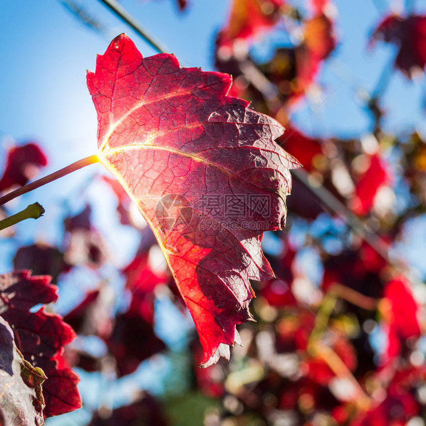 秋天的红叶藤本植物图片
