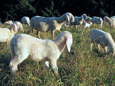 山上草地上一群羊的小羔羊图片