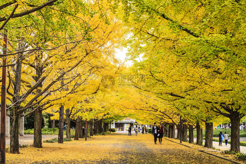 2014年11日在本东京的街道明治神宫外苑附近的街道图片