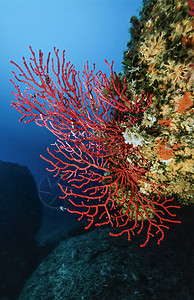 红色Gorgonian帕拉穆里西亚克拉瓦塔图片