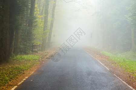 雾中五彩小巷秋天树木图片