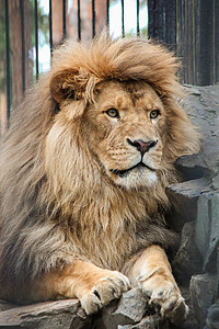 他真的是动物之王但是在动物园里他的图片