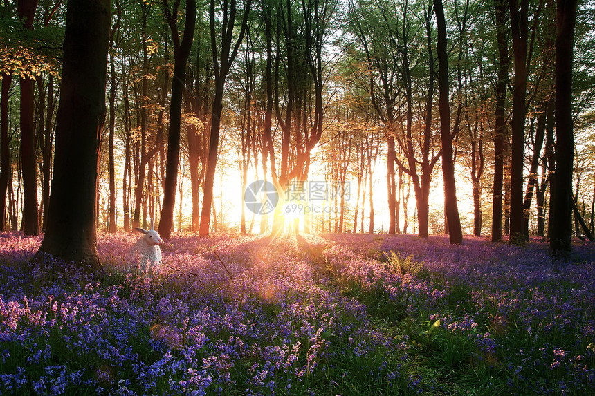 令人惊叹的蓝铃树林日出与白兔图片