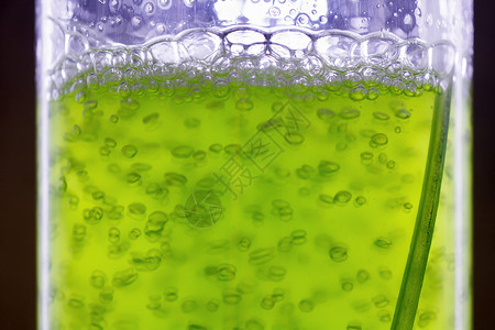 藻类燃料或藻类生物燃料是化石燃料的替代品图片