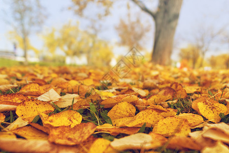 秋天落地的干叶作为秋季背景图片