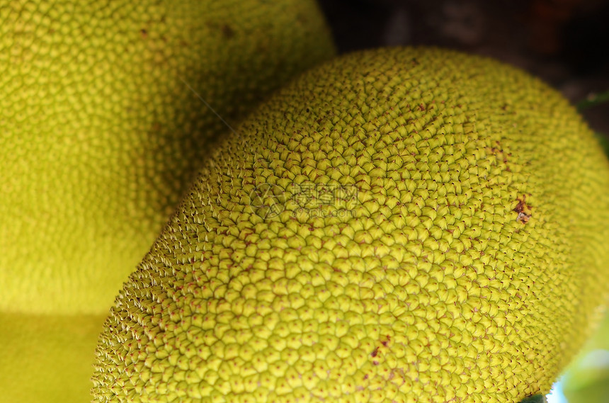 成熟的水果菠萝蜜图片