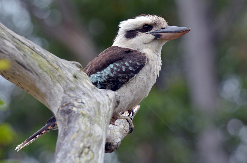 Kookaburra坐在澳洲昆士兰金海岸雨图片