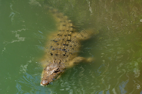 一只雄澳大利亚咸水鳄鱼的头出现在水面之上它是所有活着的爬行动物中最大的背景图片