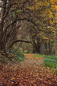 秋天森林里长满树叶的小路图片