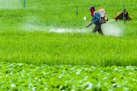 农民在梯田稻喷洒农药图片