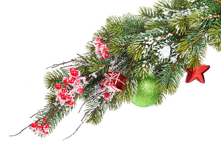 圣诞雪枞树枝与冬青浆果和装饰在白色背景上被隔离图片