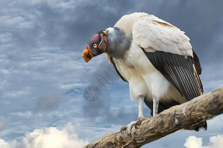 sarcoramphus爸秃鹫鹰肖像图片