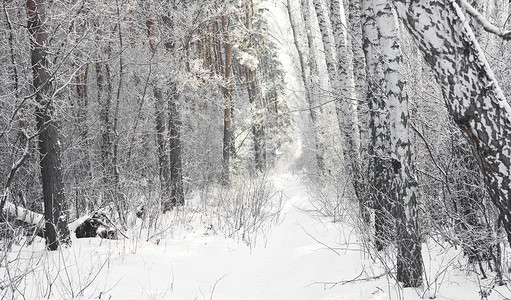 黑白的冬天白桦林图片