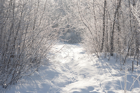与雪的冬天风景图片