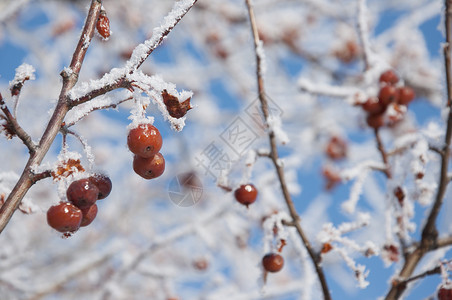 雪下红莓图片