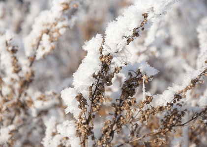 雪下干草图片