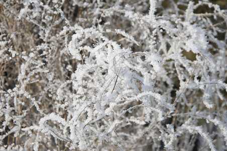 冬天有雪的树枝图片