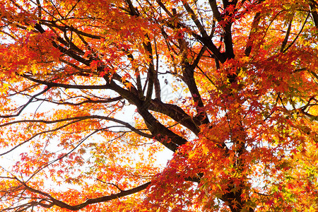 秋天的红槭枝图片