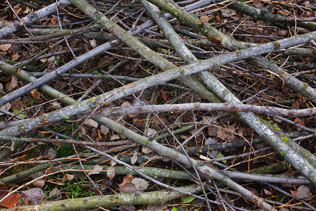 维捷布斯克深秋户外的树枝背景