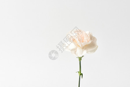 白色背景上新鲜粉红色康乃馨的特写图片