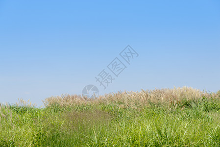天空晴朗的田野里的芦苇图片