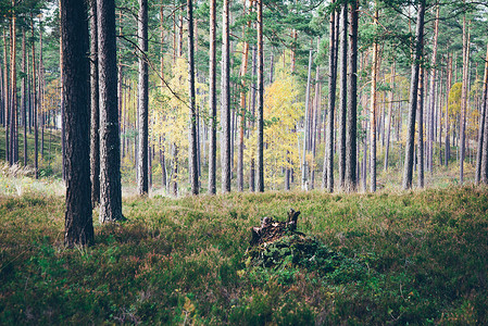 苔藓和秋色的绿色森林中的树木拉脱维亚复古效果复古颗粒状图片